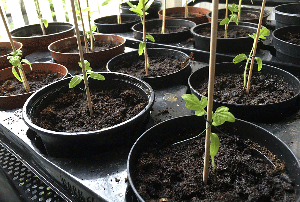 Små tomatplantor