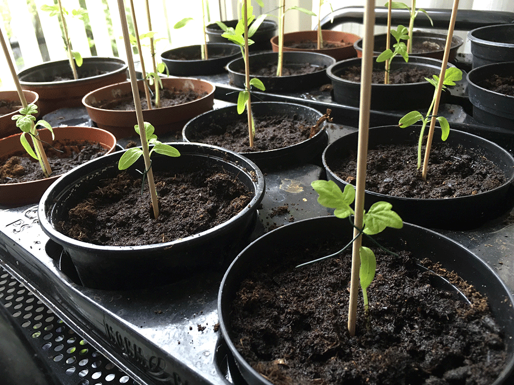 Små tomatplantor