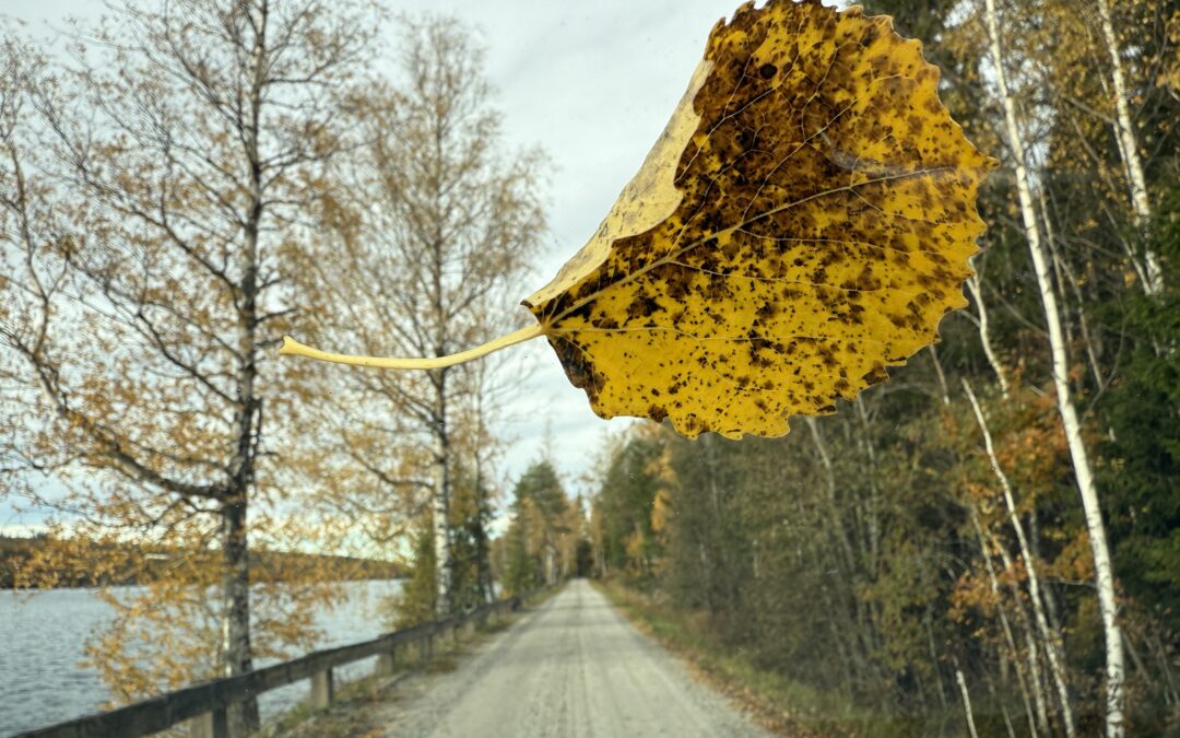 Foto: Susan Rickan